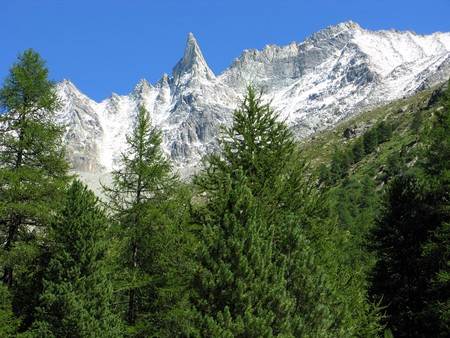 Arolla pines and Pic de Tsa near Arolla, Switzerlandの写真素材