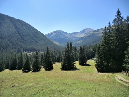 Pine trees and meadow in the Tatra Mountains above Zakopane, Polandの写真素材