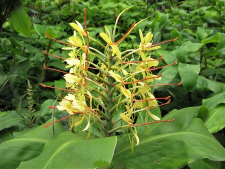 Ginger lily, Sao Miguel, The Azores