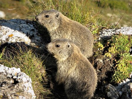Cute marmots, Engadine, Switzerlandの写真素材