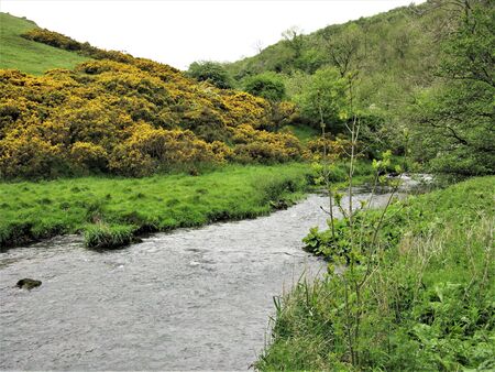 Gorse flowering beside a stream in the Peak District, England
