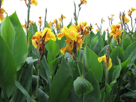 Yellow Canna Lily plants flowering on Sao Miguel island, The Azoresの写真素材