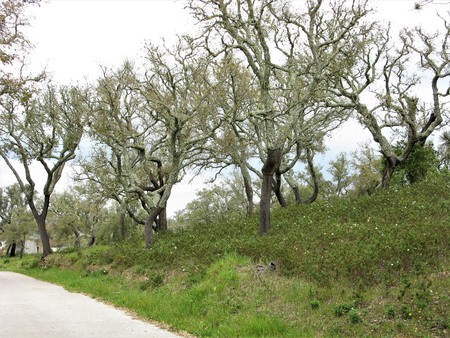 Cork oak trees with bark processed for cork manufacture, Portugalの写真素材