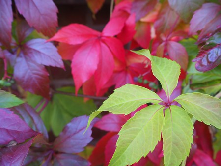 Autumn ivy with brightly coloured leavesの写真素材