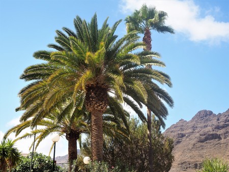 Palm trees against a blue sky, Mogan, Gran Canariaの写真素材