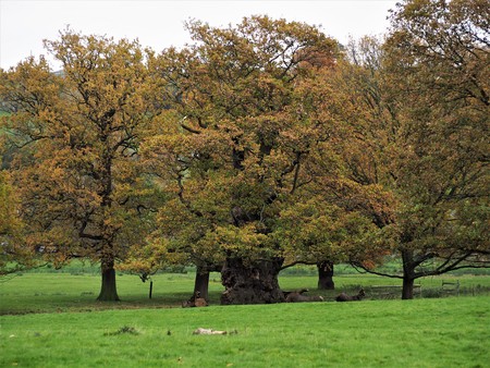 Trees with autumn colours, Ripley, North Yorkshire, UKの写真素材