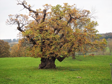 Ancient horse chestnut tree, Ripley, North Yorkshire, UKの写真素材