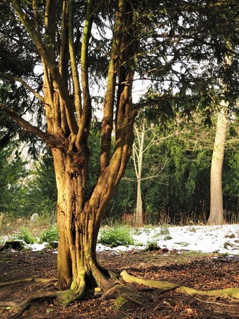Ancient yew tree in a wood with snow on the groundの写真素材