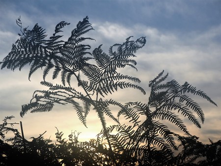 Fern leaves silhouetted against a cloudy sky at sunsetの写真素材