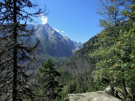 View of the High Tatra mountains between trees, Slovakiaの写真素材