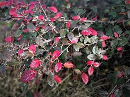 Colourful red and green cotoneaster leaves in winterの写真素材