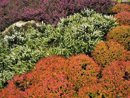 Mixed heather plants flowering in a flower bed in winterの写真素材