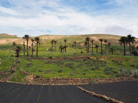 Palm trees and cultivation in black volcanic soil near Haria, Lanzaroteの写真素材