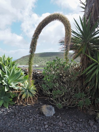Agave attenuata plant with distinctive flower spike, Lanzaroteの写真素材