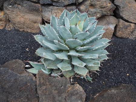Agave parrasana plant growing in black volcanic soilの写真素材