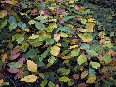 Closeup of colourful autumn leaves on a beech treeの写真素材