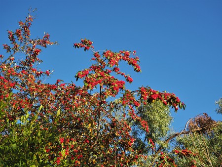 Red berries on a bush in autumn against a clear blue sky