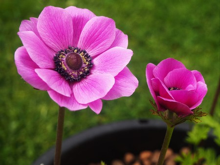 Beautiful pink anemone flower and bud growing in a pot in a gardenの写真素材