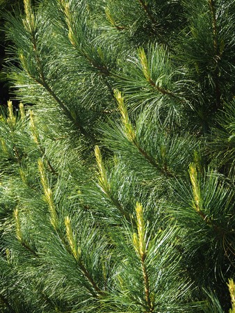 New spring growth on the ends of the branches of a pine treeの写真素材