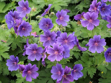 Beautiful cranesbill geraniums flowering in a gardenの写真素材