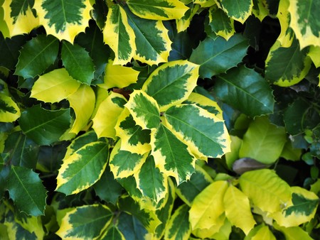 Green, yellow and variegated leaves on a holly bushの写真素材