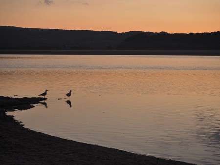 Two seagulls in the Kent River estuary near Arnside, Cumbria, England, at sunsetの写真素材