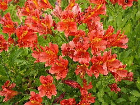 Beautiful orange Alstroemeria plant flowering in a gardenの写真素材