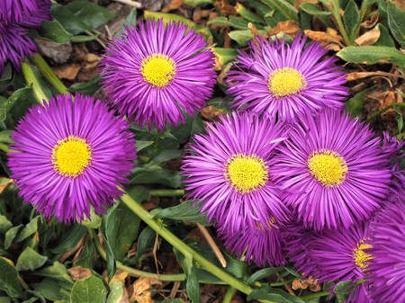 Erigeron "Sommerabend" (fleabane) flowers with purple petals and yellow centresの写真素材