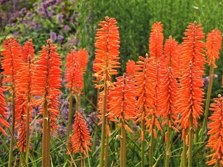 Orange Kniphofia (red hot poker) flowers in a gardenの写真素材