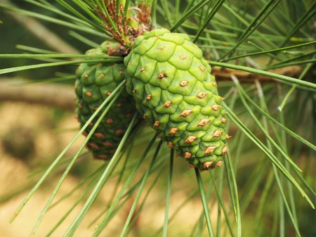 Beautiful green cones on a Japanese red pine treeの写真素材