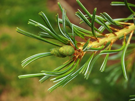 Two green cones developing on a pine tree branchの写真素材
