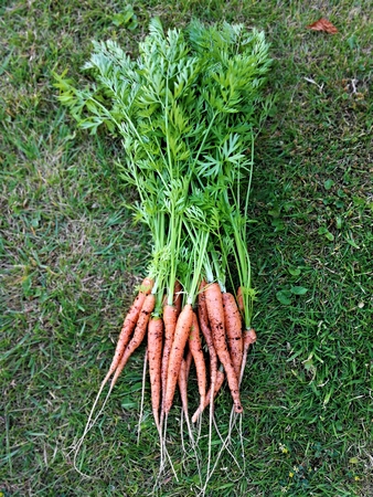Baby carrots, variety Nantes, with green leaves attached laid on a green grass lawnの写真素材