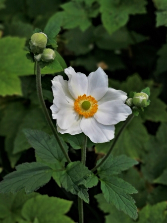 Beautiful white Japanese anemone flower and budsの写真素材
