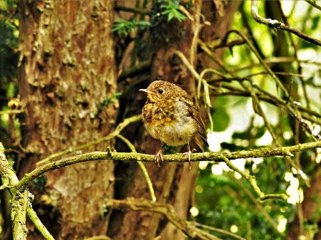 Juvenile European robin (Erithacus rubecula) perched on a small tree branchの写真素材