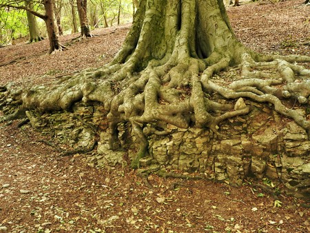 Beech tree roots growing over a limestone outcrop in a woodの写真素材