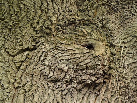 Pattern in the bark of an ancient oak treeの写真素材