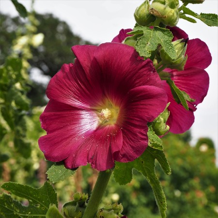 Two large dark pink hollyhock (Alcea) flowers on a stemの写真素材