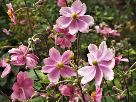 Delicate pink Dahlia flowers in a gardenの写真素材