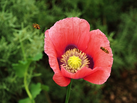 Closeup of a red poppy flower with approaching hoverfly pollinatorsの写真素材