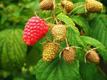 Ripe and unripe raspberries growing on a bushの写真素材