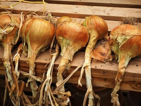 Home grown onions drying on a wooden benchの写真素材
