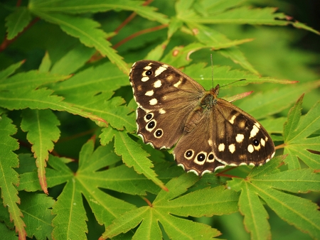 Speckled wood butterfly (Pararge aegeria) on a leaf with open wingsの写真素材