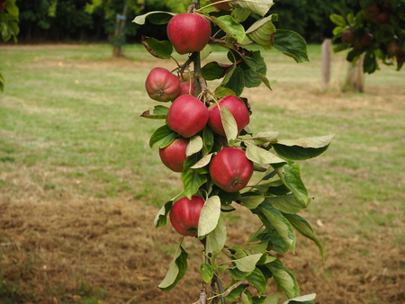 Red apples developing on a hanging tree branchの写真素材