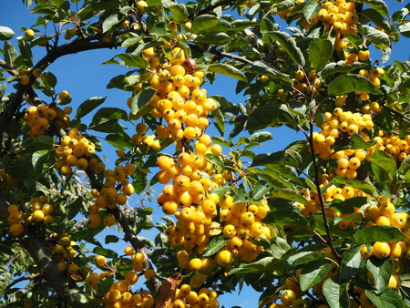 Dense bright yellow crab apples on a tree with a blue skyの写真素材