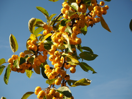 Dense yellow crab apples ripening on a branch against a blue skyの写真素材