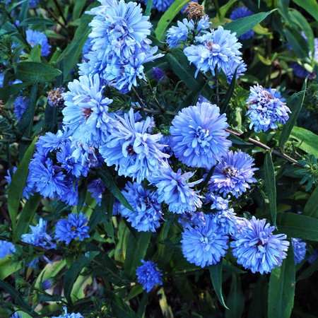 Aster novi-belgii 'Norman's Jubilee' flowering in a gardenの写真素材