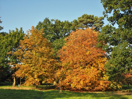 Beautiful autumn colours in the Yorkshire Arboretum, Englandの写真素材