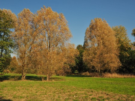 Trees with golden foliage in the Yorkshire Arboretum, Englandの写真素材
