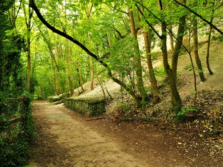 Sunlight through trees in the Humber Bridge Country Park, Yorkshire, Englandの写真素材