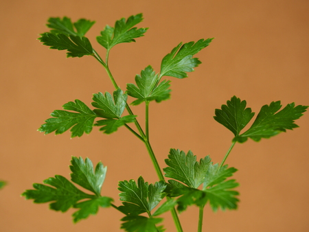 Sprig of flat leaf parsley leaves against a plain brown backgroundの写真素材